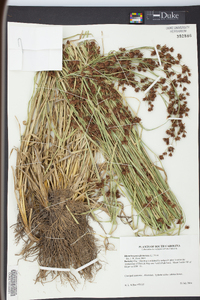 Rhynchospora glomerata image