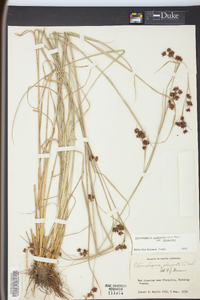 Rhynchospora glomerata image