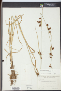 Rhynchospora glomerata image