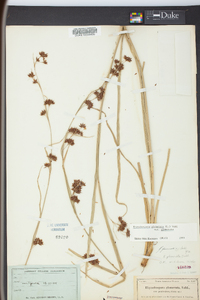 Rhynchospora glomerata image