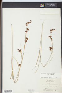 Rhynchospora glomerata image