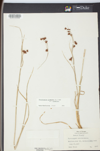 Rhynchospora glomerata image