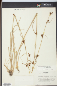 Rhynchospora glomerata image