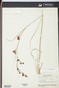 Rhynchospora glomerata image