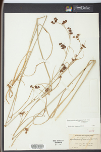 Rhynchospora glomerata image