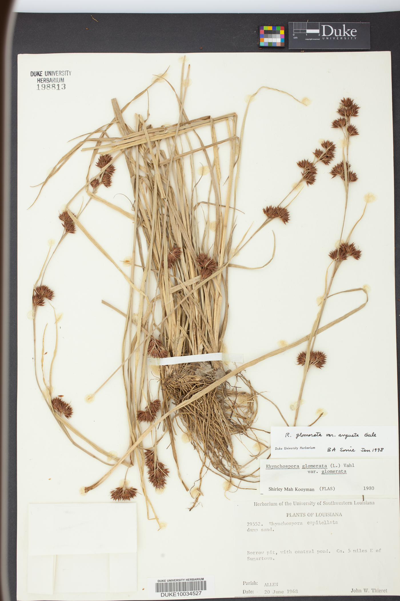Rhynchospora glomerata var. angusta image