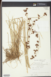 Rhynchospora glomerata image