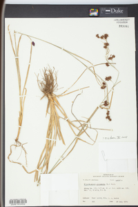 Rhynchospora glomerata image