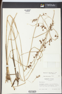 Rhynchospora glomerata image