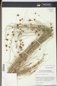 Rhynchospora gracilenta image