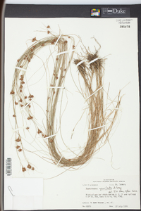Rhynchospora gracilenta image