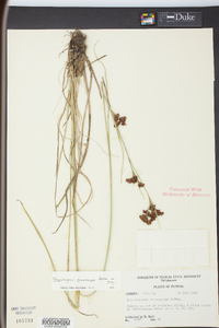 Rhynchospora microcarpa image