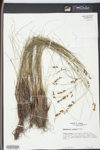 Rhynchospora plumosa image