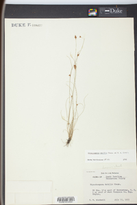 Rhynchospora pusilla image