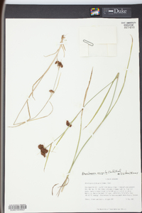 Rhynchospora recognita image