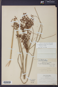 Scirpus cyperinus var. eriophorum image