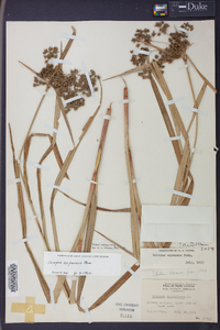 Scirpus expansus image