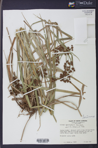 Scirpus georgianus image