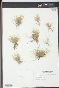 Isolepis carinata image