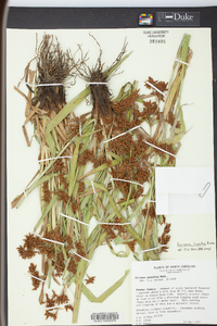 Scirpus lineatus image