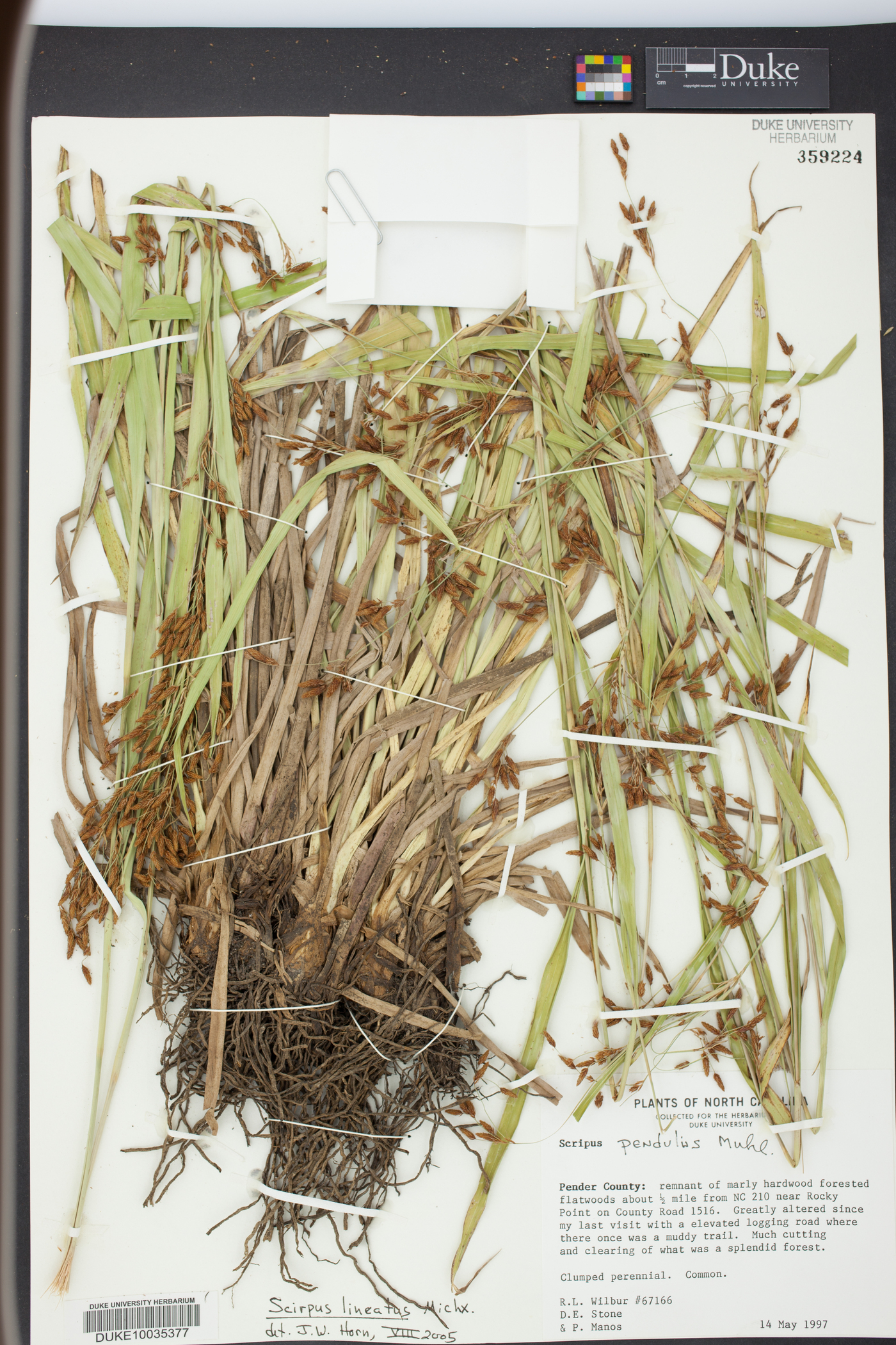 Scirpus lineatus image