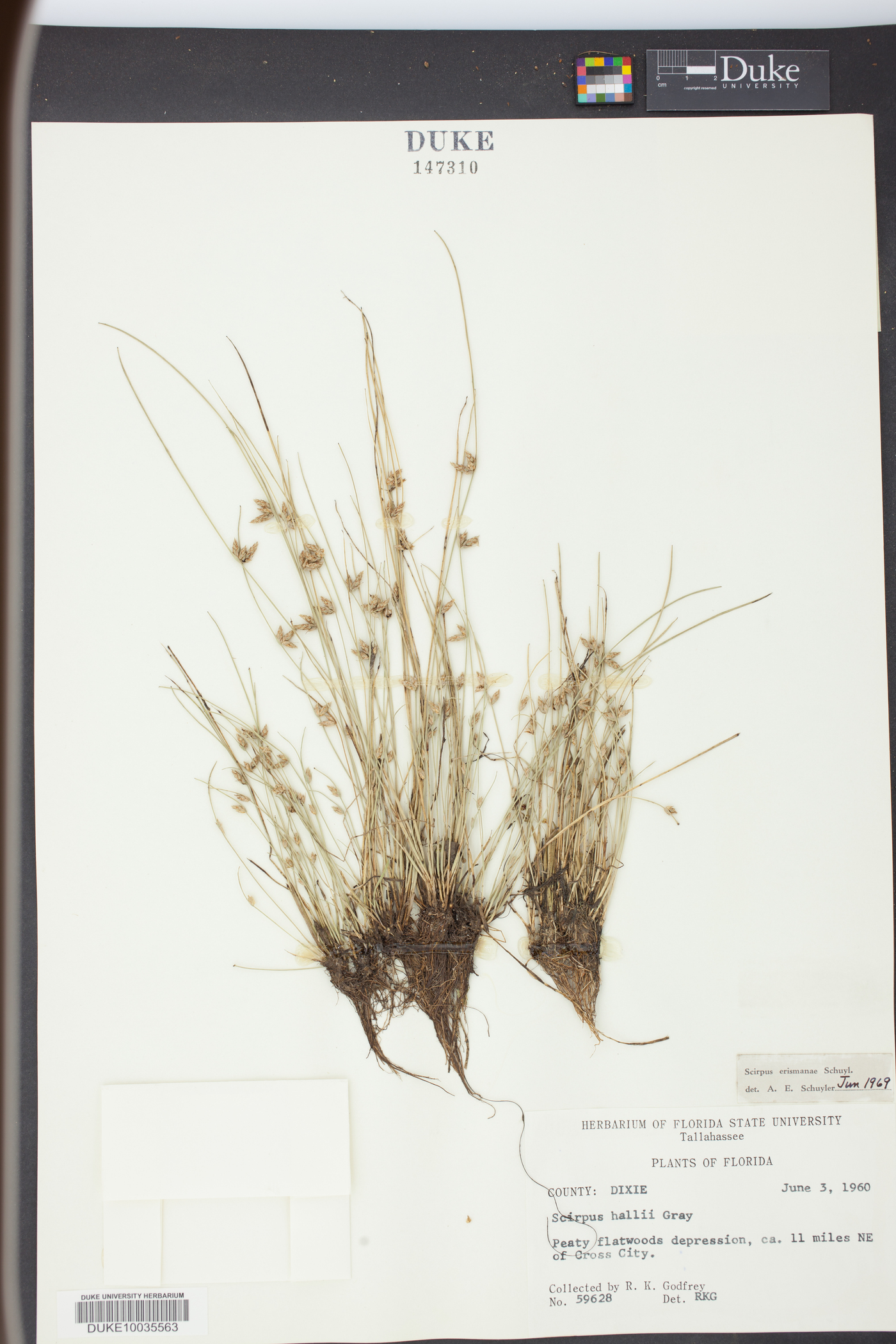 Scirpus erismanae image