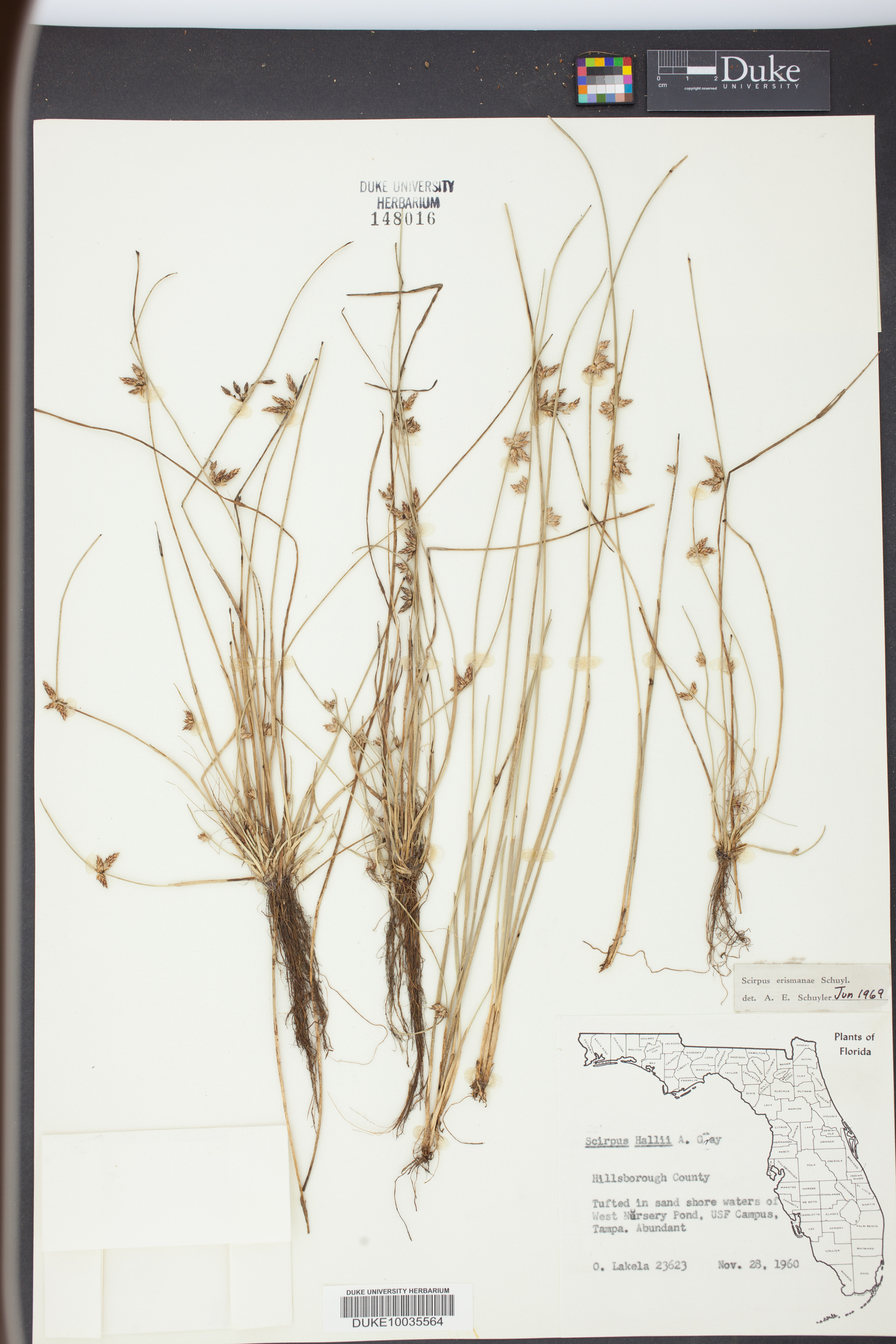 Scirpus erismanae image