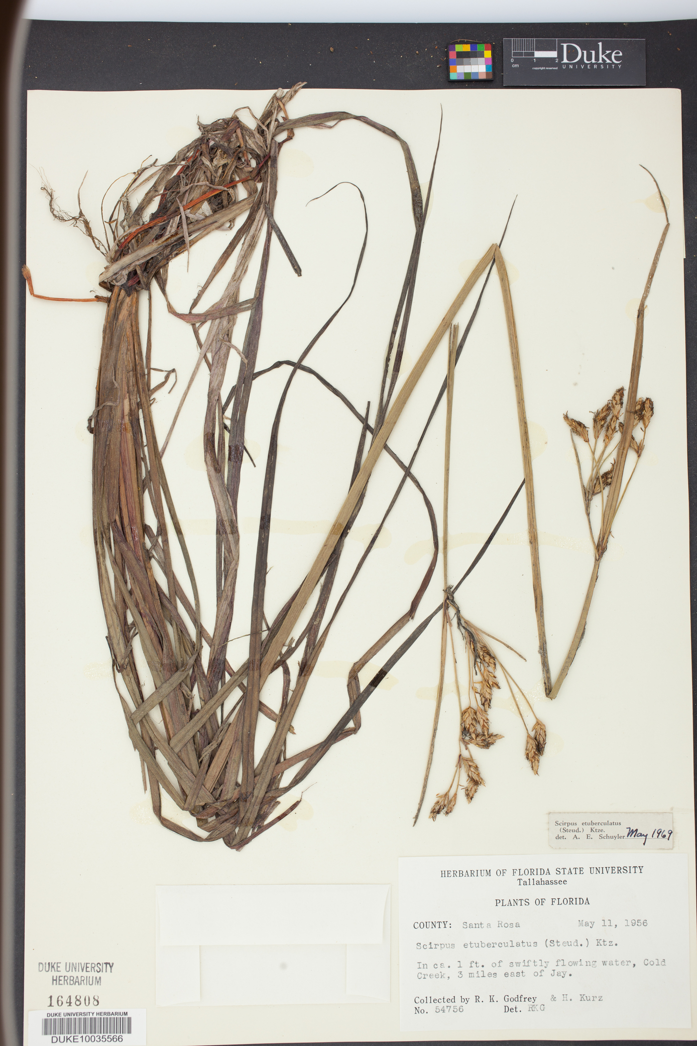 Schoenoplectus etuberculatus image