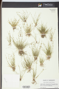 Isolepis carinata image