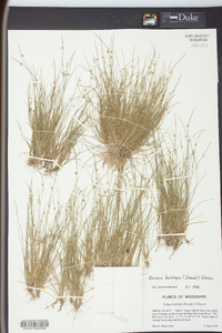 Isolepis carinata image