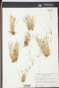 Isolepis carinata image