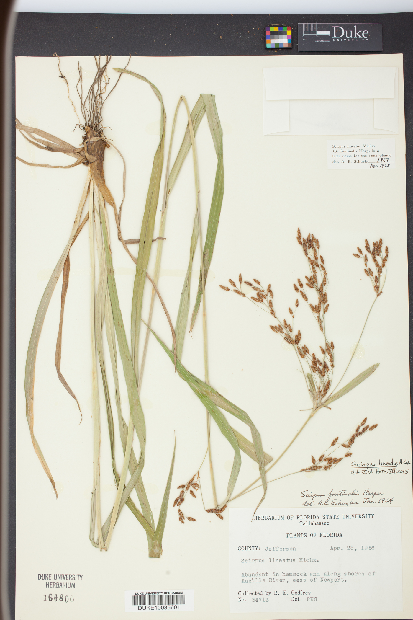 Scirpus lineatus image