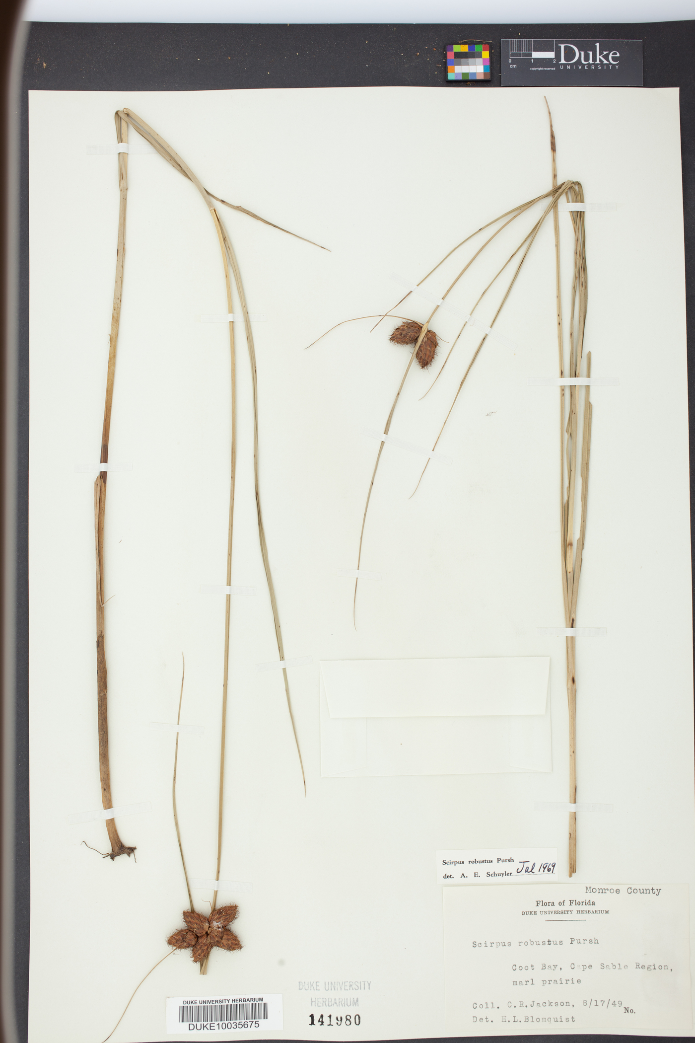 Bolboschoenus robustus image
