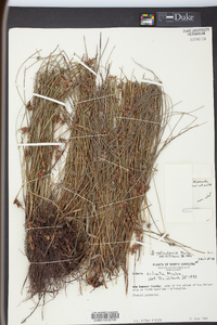 Scleria ciliata image