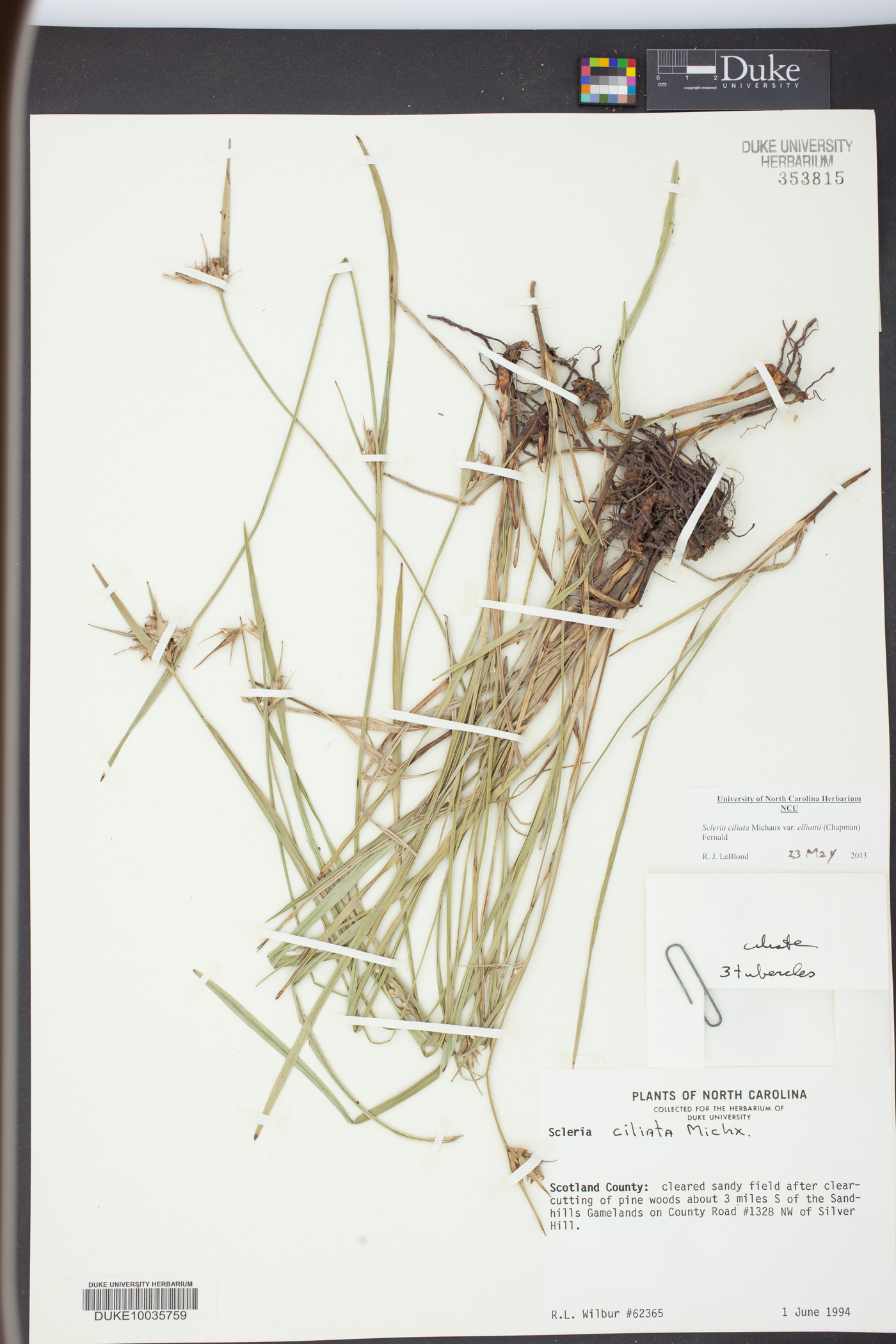 Scleria ciliata var. elliottii image