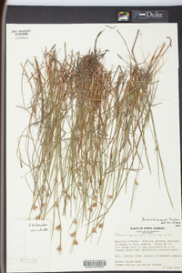 Scleria pauciflora image