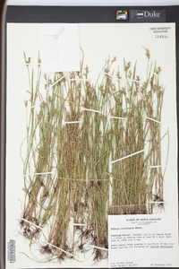 Scleria reticularis image