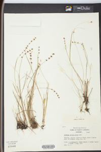 Scleria verticillata image