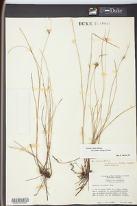 Scleria ciliata image