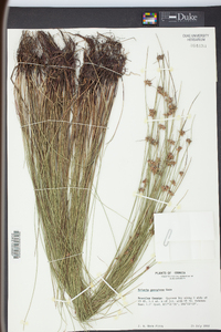 Scleria georgiana image