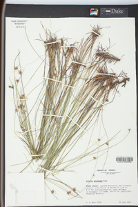 Scleria georgiana image