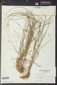 Poa cuspidata image