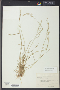 Poa sylvestris image