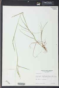 Poa trivialis image