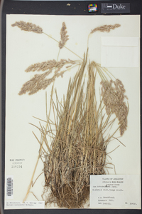 Poa arachnifera image