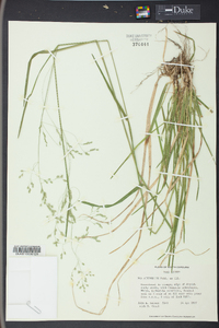 Poa autumnalis image