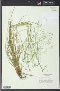 Poa autumnalis image