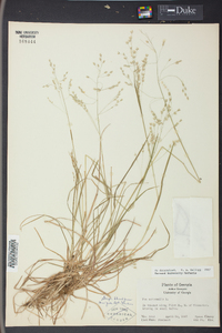 Poa autumnalis image