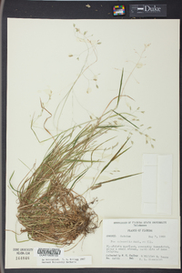 Poa autumnalis image