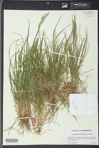 Poa autumnalis image